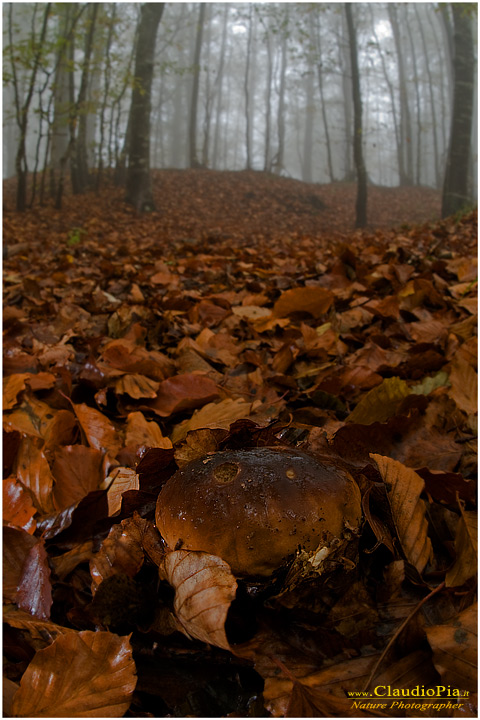 Boletus edulis??